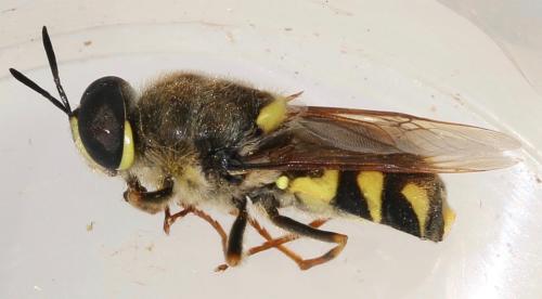 Réf. 323 804 : Stratiomys chamaeleon